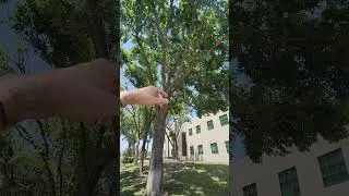 Certified Arborist Breaks Down Bad Tree Pruning Practices