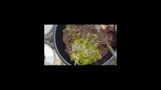 liquid compost tea home made items 🌴🌴🌴🌴🌴🌴🌴🌴🌴🌴🌴🌴