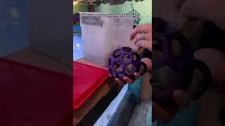 Cownose Ray Enrichment & Feeding Time!