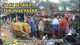 PENGHASIL MANGGA HARGA LANGSUNG DARI PETANI DI JAMIN MURAH //info harga
