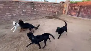 My dog is so aggressive, what to do? Solution and training.@dogloverprakash
