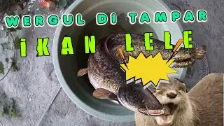 MELATIH OTTER AGAR PINTAR BERBURU IKAN HIDUP (OTTER,WERGUL,LINSANG)