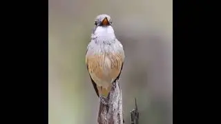 #Rufous Whistler Bird