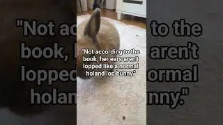 She's perfect to me🩷 #bunny #holandlop #viral #wabisabi #trend #animal #cute #ears
