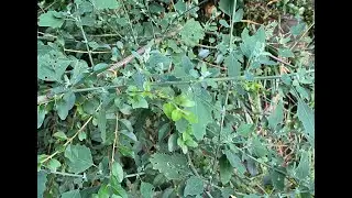 Goosefoot plant
