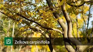 Zelkova carpinifolia