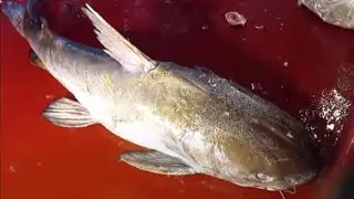 Big Rita Fish Cutting at Bangladeshi Fish Market | Natural Fish Processing