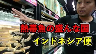 熱帯魚界最もポピュラーな？インドネシア便　メジャーアロワナ　クラウンローチ　ファイヤースパイニールなど！　ベイサイドアクア