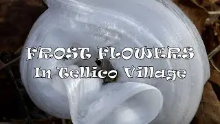 Frost Flowers 2024