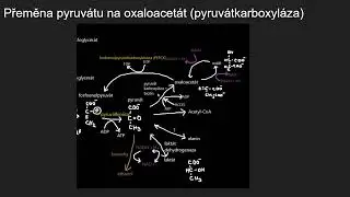 Biochemie 23 - Anaplerotick&eacute; spoje citr&aacute;tov&eacute;ho cyklu