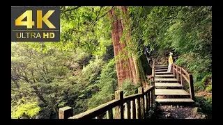 【4K】大雪山國家森林遊樂區 Dasyueshan National Forest Recreation Area