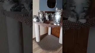 наша ясельная группа. котятм 5 недель. #cat #kitten #прикольныекоты #веселыекоты #kitty #cute