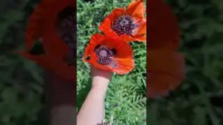 мак папавер