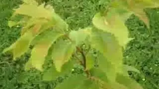 O meu Pais. Música de Luar na Lubre