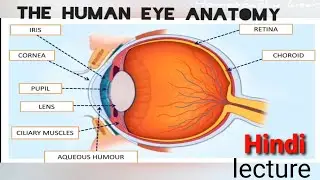 THE HUMAN EYE Anatomy। structure Function & Anatomy। ophthalmoloy lecture