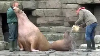 Moderator Jörg Pilawa tauft Walrossbaby im Tierpark Hagenbeck