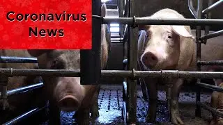 What the Defense Production Act Means for Animals