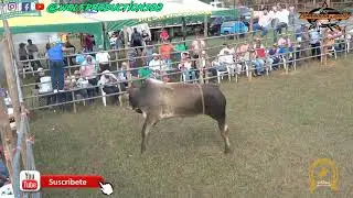Toros en Chupaito de Macaracas - Fiesta de Ganadera GROV Roberto Velásquez 30 enero 2026