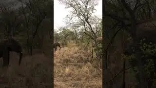 Suddenly meet 🐘🐘jungle safari #elephant #bihar #india #safari do like and subscribe