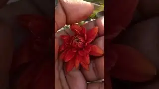 100 full #flowers #nature #love #hindisong #song #freestyle #comedyfilms #promise #gardening #comedy