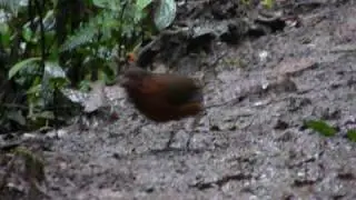 Giant Antpitta (Grallaria gigantea)