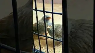 #junglebabbler #pepa #birds #lovebirds #birdsplaying #trending #viral
