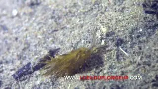 Placida tardyi - Placida de Tardy - Sacoglosse
