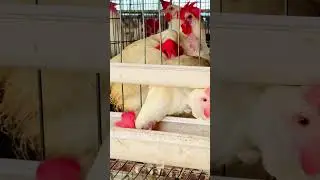 Egg poultry farm 🐔❤️#layerpoultryfarm #murgifarm #livestockfarm #poultryfarm