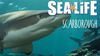 Tour of SeaLife Centre Scarborough 2020 - Full Detailed Walkthrough!