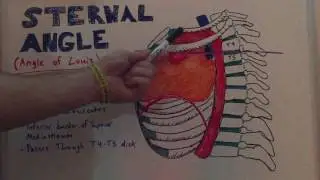 Sternal Angle - Anatomy Lecture for Medical Students - USMLE Step 1