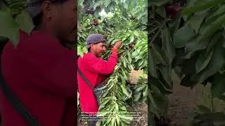 Cherry Harvest: Chilean Worker Picks Ripe Cherries