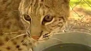The Wildcat Sanctuary