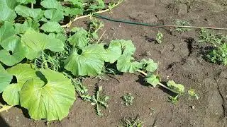 Giant Pumpkin with a Vengeance: July 4th Update!