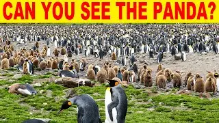 NO ONE CAN FIND ALL THE HIDDEN ANIMALS | 100% FAIL | ANIMAL PUZZLE | BRAIN TEST