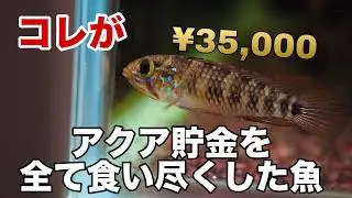 アピストグラマの希少種を購入しました。専用水槽も新規立ち上げて完璧なはずだった... #アクアリウム #熱帯魚