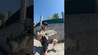Lubinas con cangrejo #lubinas #fishing #lubina #spigola #fish #seabass #pesca #seabass #spigola
