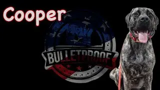 Cooper's 15 Day Transformation | English Mastiff | #dogsofyoutube #mastiff #cincinnati #dogtrainer
