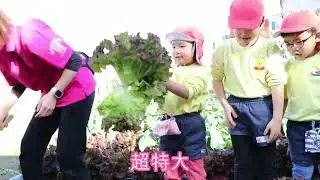 レタスの収穫2025 12 23
