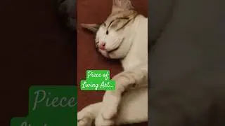 #kittenshorts #adoptnotshop #sleepkitty #Linda