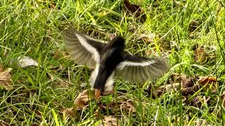 Tomtit / Miromiro Glimpse & Birdcall in Winter - New Zealand Native Birds #4k #birds #birdsong