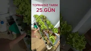Topraksız tarım 25. g&uuml;n ￼