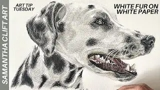 HOW TO draw short white fur on white paper | Coloured Pencil TUTORIAL