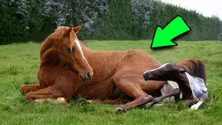 The Horse Laid Down To Give Birth, Then Her Owner Noticed Something UNEXPECTED! | #horse  #birth