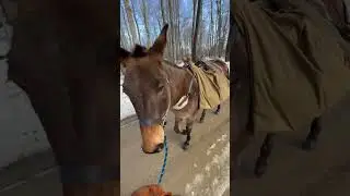 Mr. Brown with pack saddle