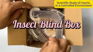 Insect Blind Box
