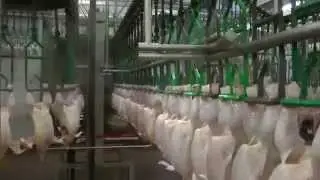 Meyn&reg; Cropping machine