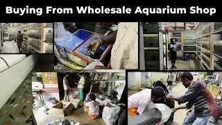 மொத்த விலை கலர் மீன் கடையில் மீன் வாங்குவது எப்படி?