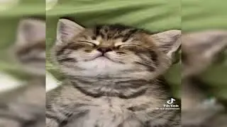Лекарство от стресса / Stress Relief | Спящие котики - Sleeping Cats 😻💤 - I