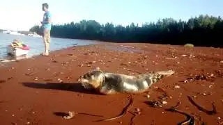 Seal on shore