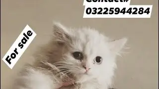 Pure persian kitten triple coated blue eyes for sale